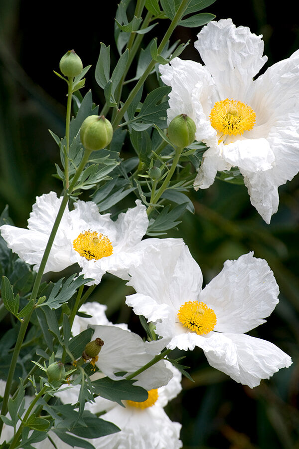 Eggflowers Blumensamen zur Aussaat – Halbschatten verträglich – Traditionssorte & ohne Gentechnik Samen Hausgarten