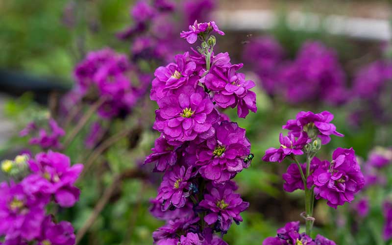Levkoje Incana tief Lila Blumensamen zur Aussaat – Garten beliebt – Traditionssorte & ohne Gentechnik Samen Hausgarten