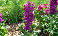 Levkoje Incana tief Lila Blumensamen zur Aussaat – Garten beliebt – Traditionssorte & ohne Gentechnik Samen Hausgarten