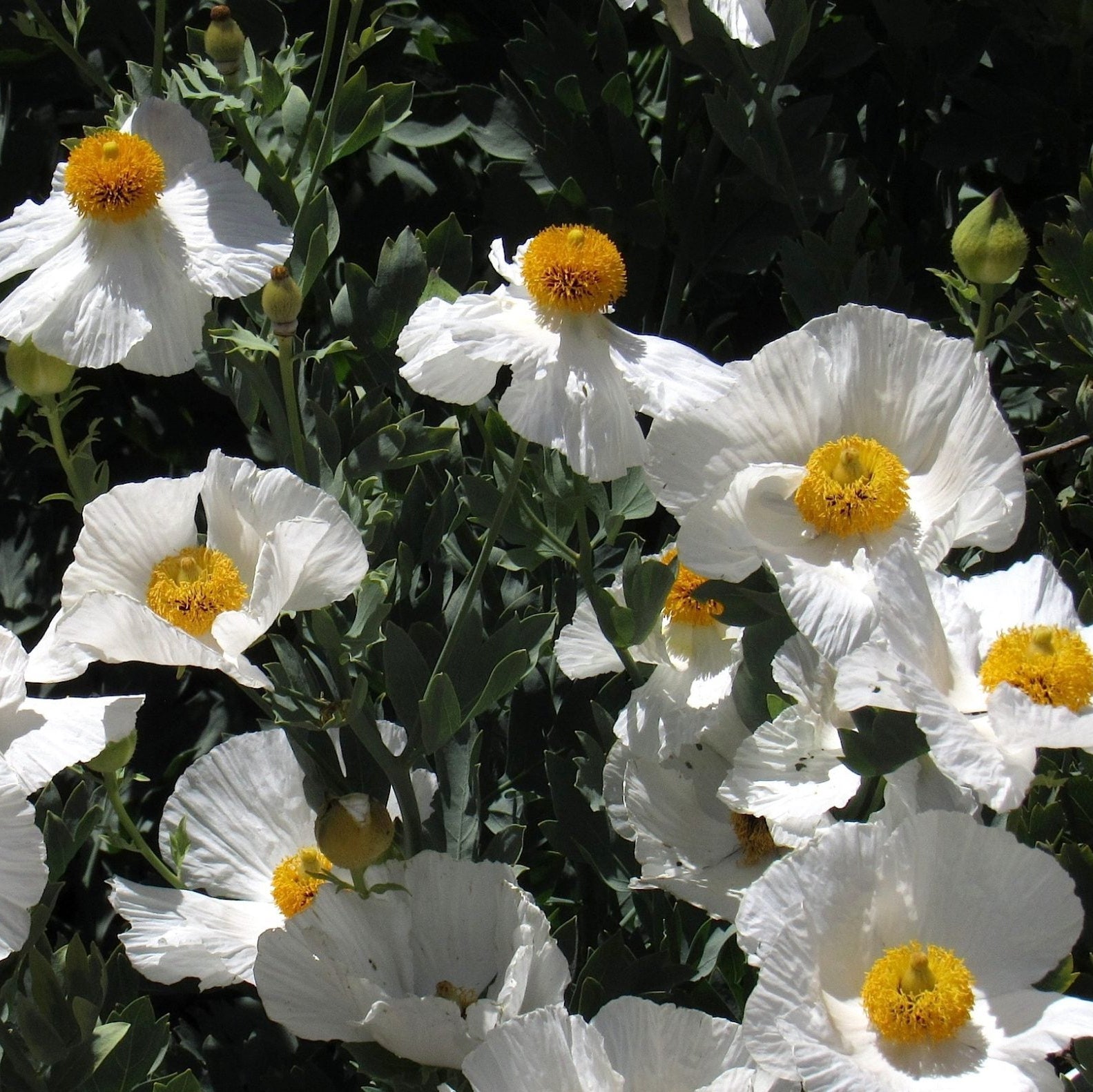 Matilija poppies wachsend in sunny garten borders