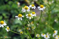 Matricaria recutita chamomile grown from Samen in Garten border