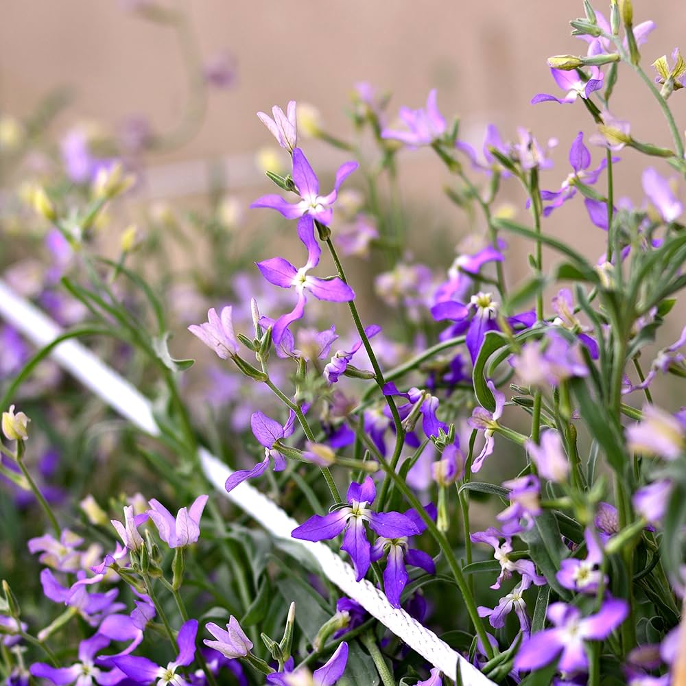 Matthiola bicornis night scented stock samen