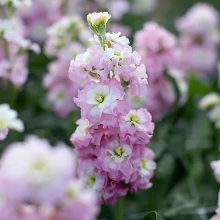 Lila and weiß matthiola blumen used in floral arrangements