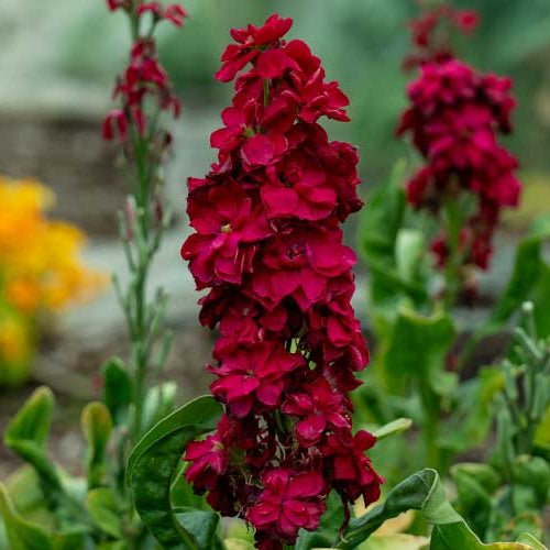 Matthiola incana blumen planted in garten borders