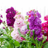 Close-up of lila & weiß matthiola incana blossoms
