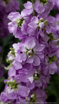 Matthiola incana blumen enhancing garten borders