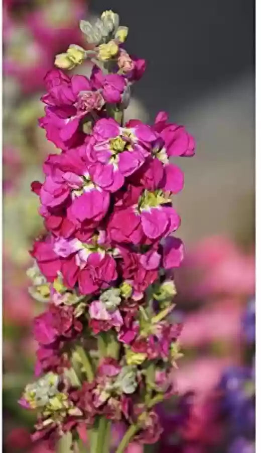 Rot matthiola incana blumen in garten borders