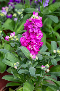 Matthiola incana deep lila blume samen