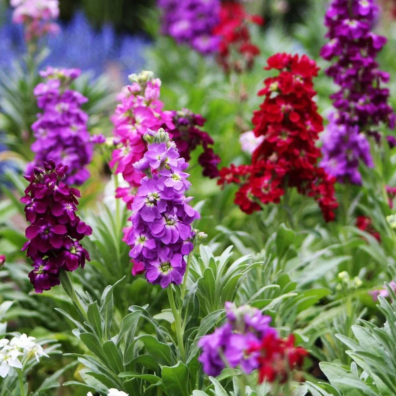 Matthiola incana blume samen