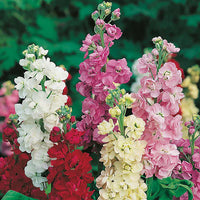 Vibrant matthiola incana pflanzen for lush garten borders