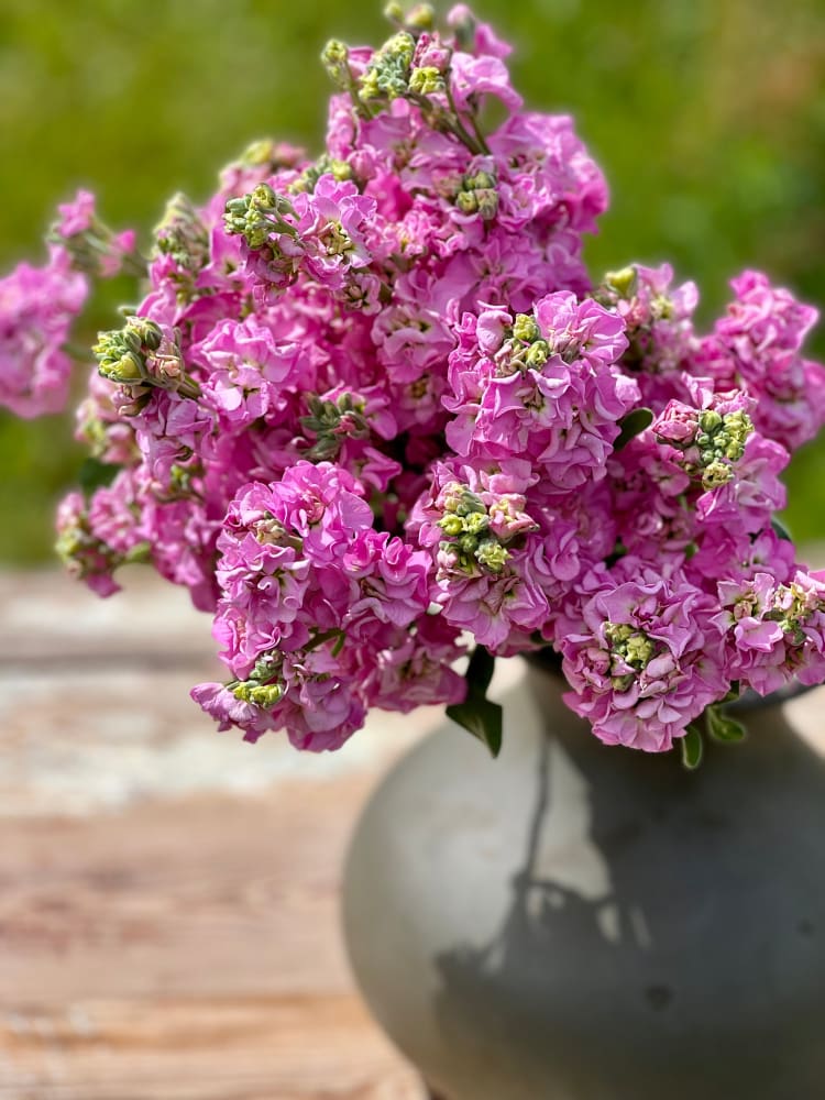 Pfirsichfarben Levkoje Incana Blumensamen zur Aussaat – pflegeleicht – Traditionssorte & ohne Gentechnik Samen Hausgarten