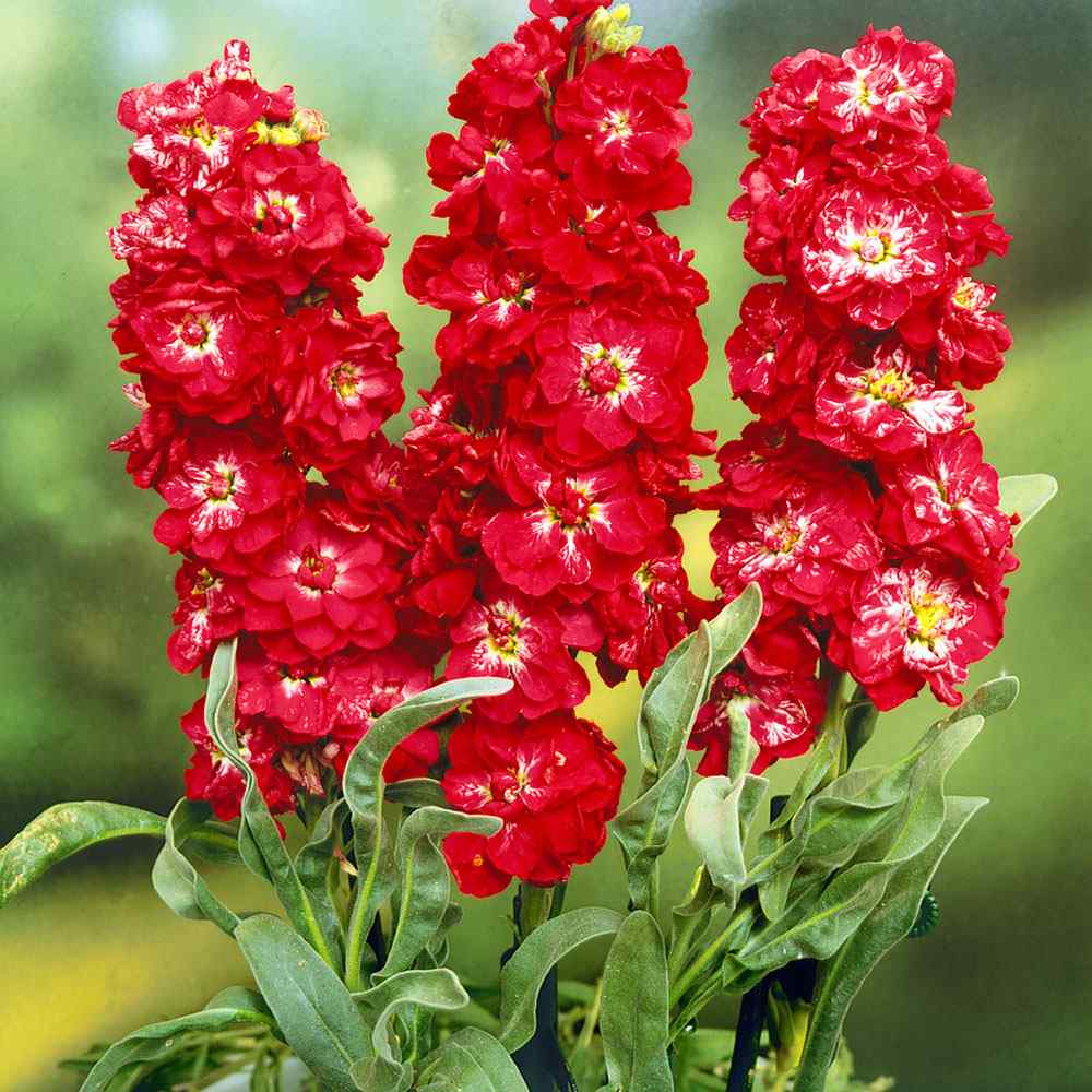 Matthiola incana rot blume samen for easy anpflanzung