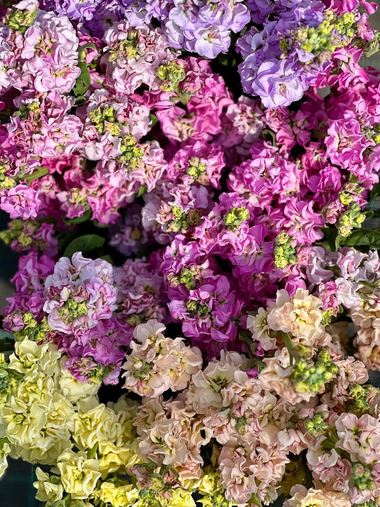 Blau Levkoje Incana Blumensamen zur Aussaat – Garten beliebt – Traditionssorte & ohne Gentechnik Samen Hausgarten