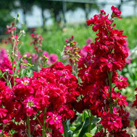 Matthiola incana maroon blumen wachsend in töpfen