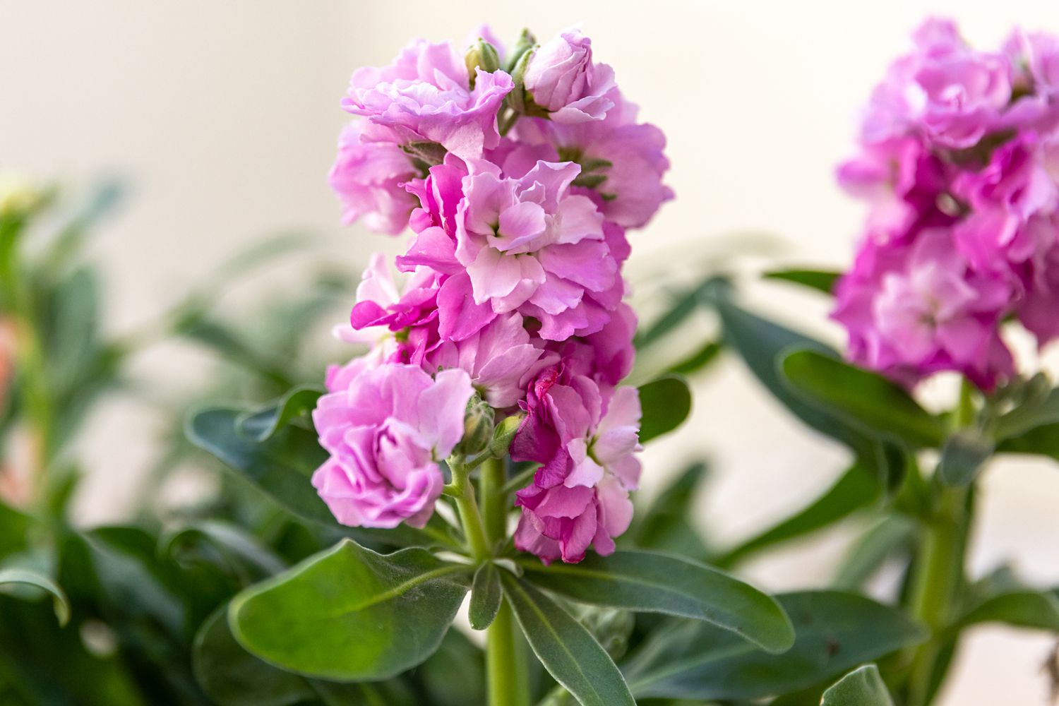 Soft rosa matthiola incana blumen for long-lasting bloom
