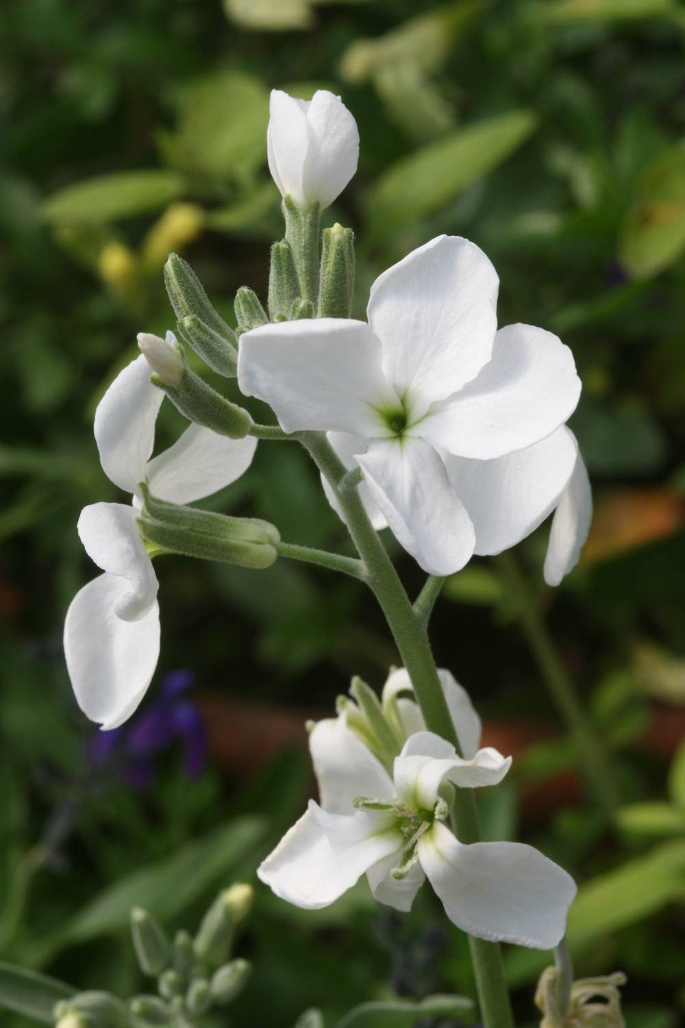Weiß Levkoje Incana Blumensamen zur Aussaat Wildblume Mischung Traditionssorte & ohne Gentechnik Samen Hausgarten