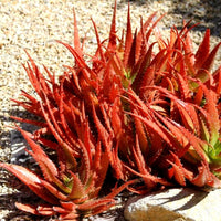 Mature Aloe Cameron Violet Pflanze with Vibrant Foliage