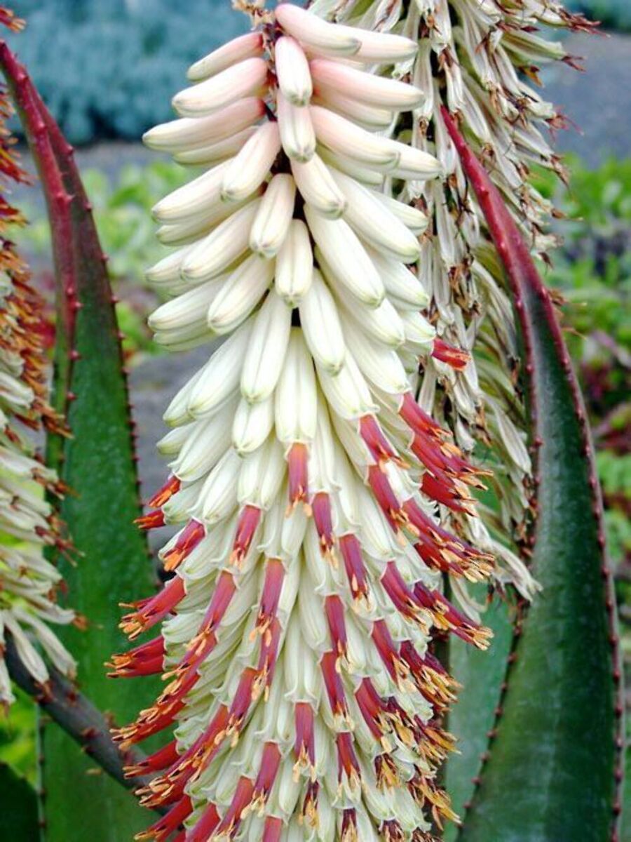 Mature White Aloe Ferox Pflanze with Fleshy Leaves