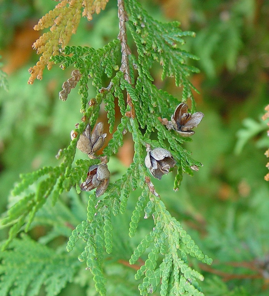 Mature Astragalus Membranaceus Pflanze with Green Foliage