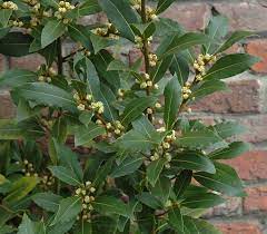 Mature Bay Laurel Pflanze with Glossy Green Leaves