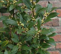 Mature Bay Laurel Pflanze with Glossy Green Leaves