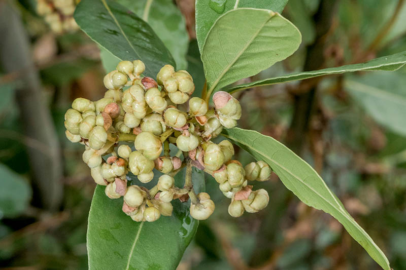 Mature bay laurel shrub in Garten landscape