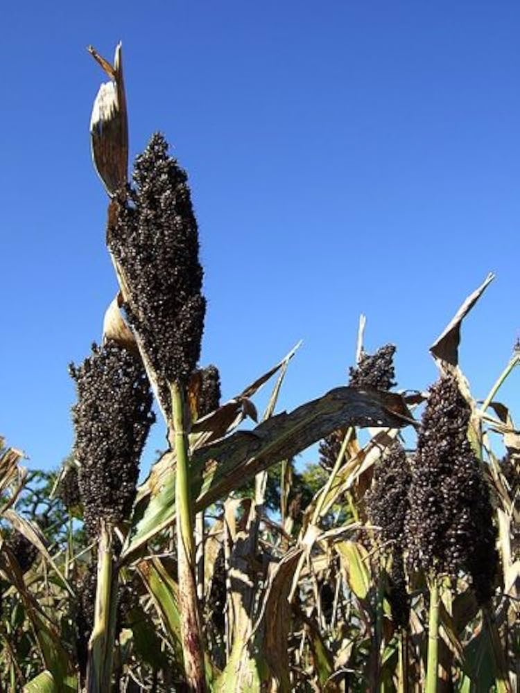 Mature schwarze sorghum grain heads in field