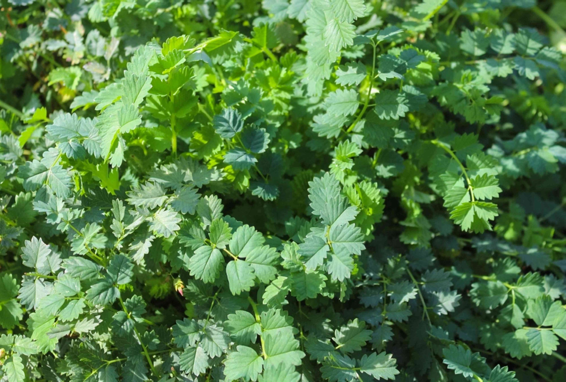 Mature Green Burnet Pflanze with Soft Foliage