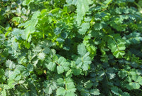 Mature Green Burnet Pflanze with Soft Foliage