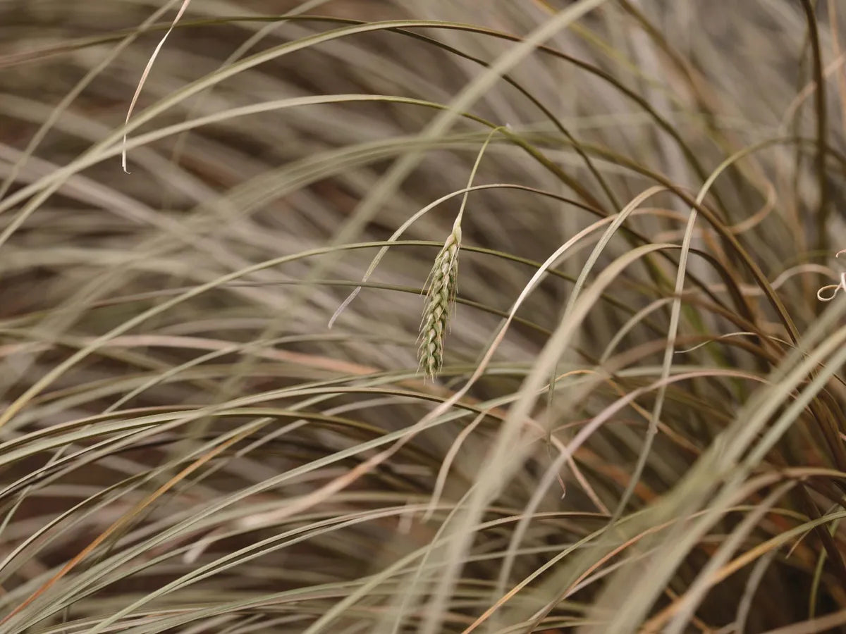 Mature Carex Comans Pflanze with Flowing Green Foliage