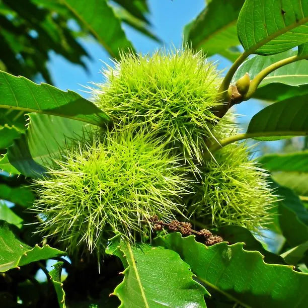 Mature Chestnut Tree Thriving in Garten