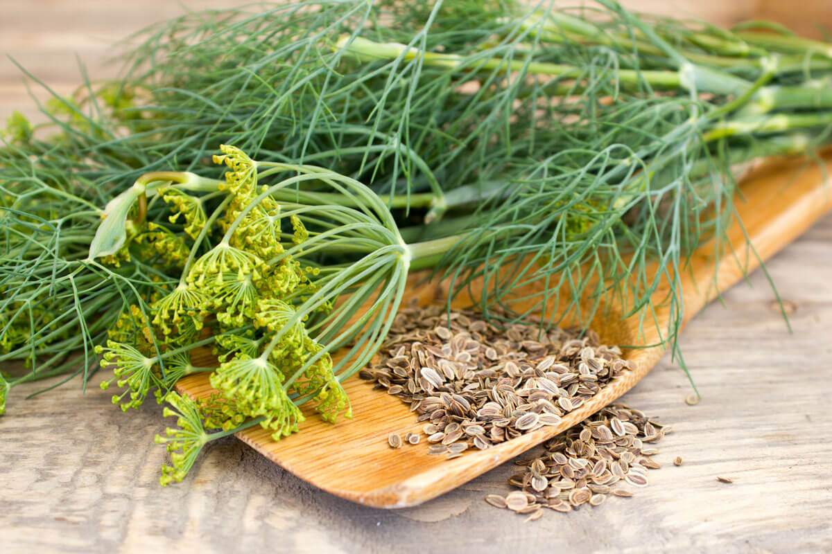 Mature Dill Kraut Pflanze with Feathery Green Leaves