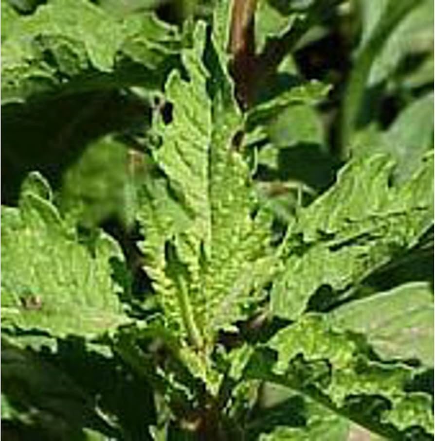 mature-epazote-Pflanze