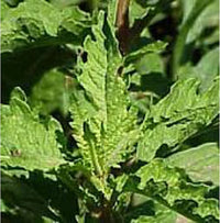 mature-epazote-Pflanze