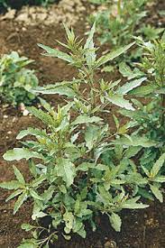 Mature Epazote Mexican Tea Kraut Pflanze with Green Foliage