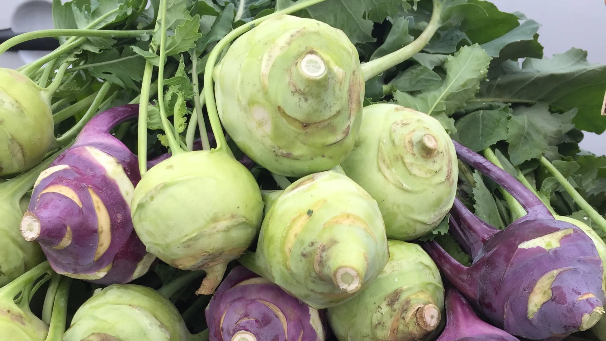 Mature grüne kohlrabi bulbs ready für harvest