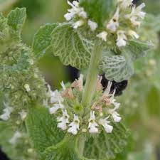 Mature Horehound Pflanze with Silvery-Green Leaves