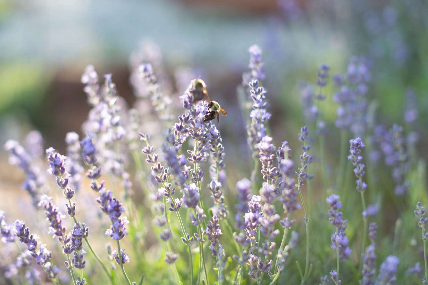 Mature Lavender Mint Pflanze with Fragrant Leaves