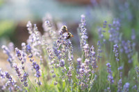 Mature Lavender Mint Pflanze with Fragrant Leaves