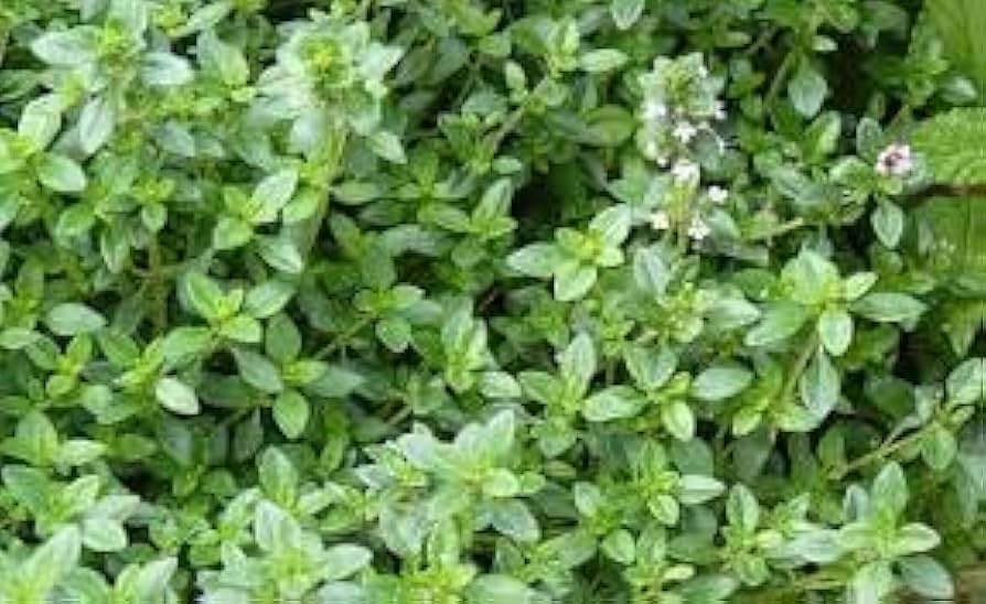 Mature Zitrone Thyme Pflanze with Fragrant Foliage