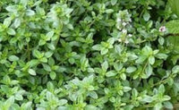 Mature Zitrone Thyme Pflanze with Fragrant Foliage