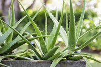 Mature Light Green Aloe Cameron Pflanze with Succulent Leaves