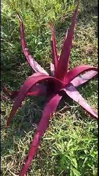 Mature Pink Aloe Vera Pflanze with Rosette Leaves
