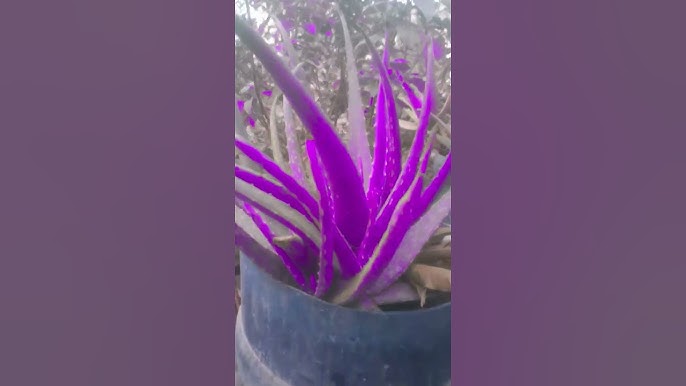 Mature Purple Aloe Cameron Pflanze with Fleshy Rosette Leaves