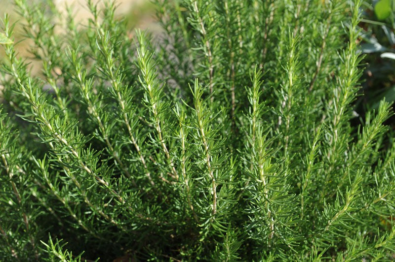 Mature Rosmarinus Pflanze with Green Needle-Like Leaves