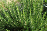 Mature Rosmarinus Pflanze with Green Needle-Like Leaves
