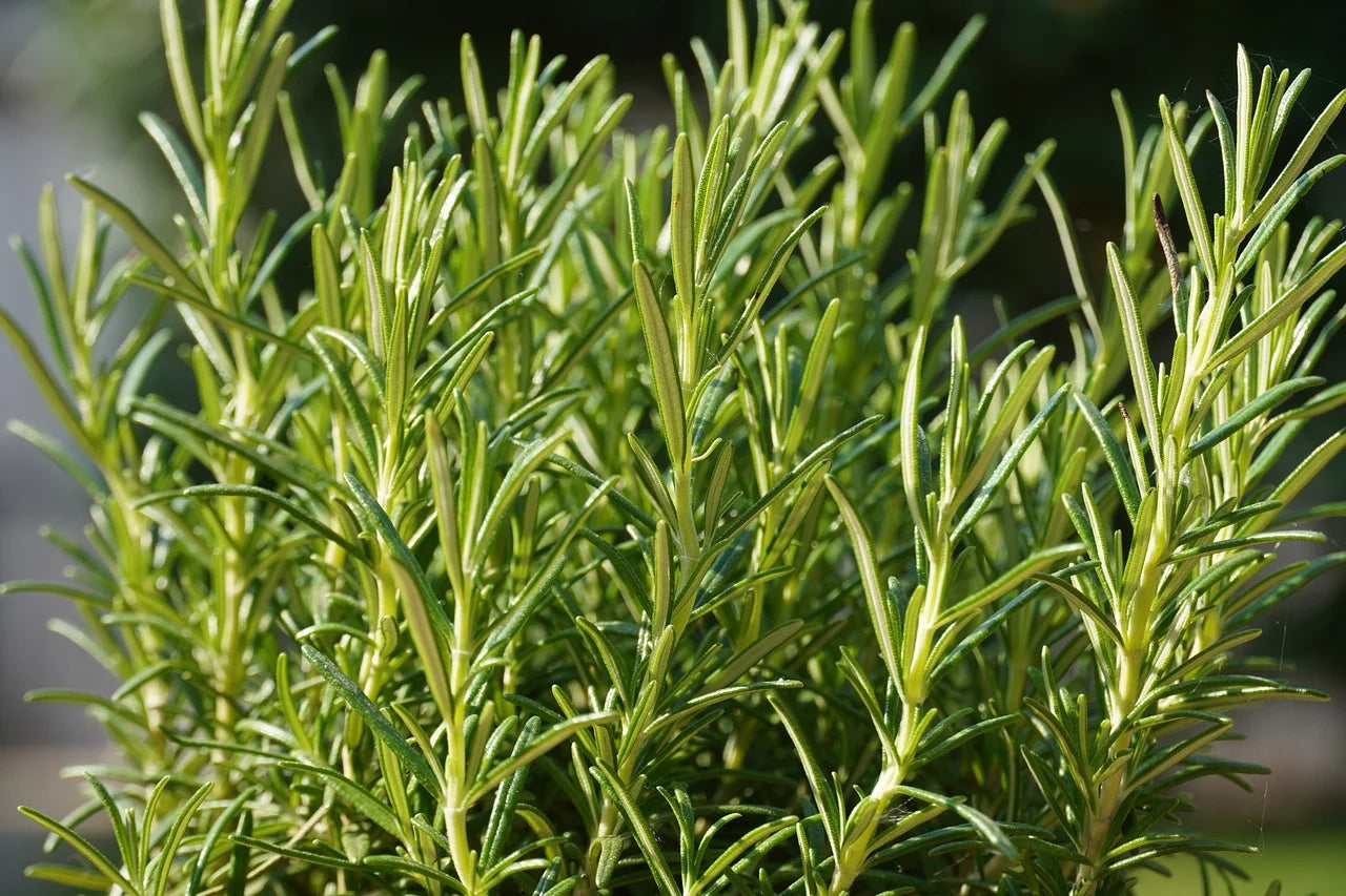 Mature Dark Green Rosemary Pflanze with Aromatic Leaves