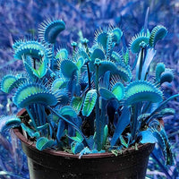 Mature Venus Flytrap Pflanze with Open Traps