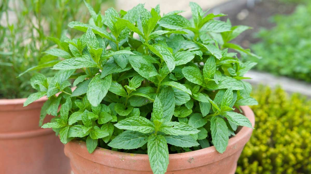 Mature Green Vietnamese Mint Pflanze with Glossy Leaves