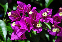 Drillingsblume Glabra s Blumensamen zur Aussaat Schnitt Blume beliebt Traditionssorte & ohne Gentechnik Samen Hausgarten
